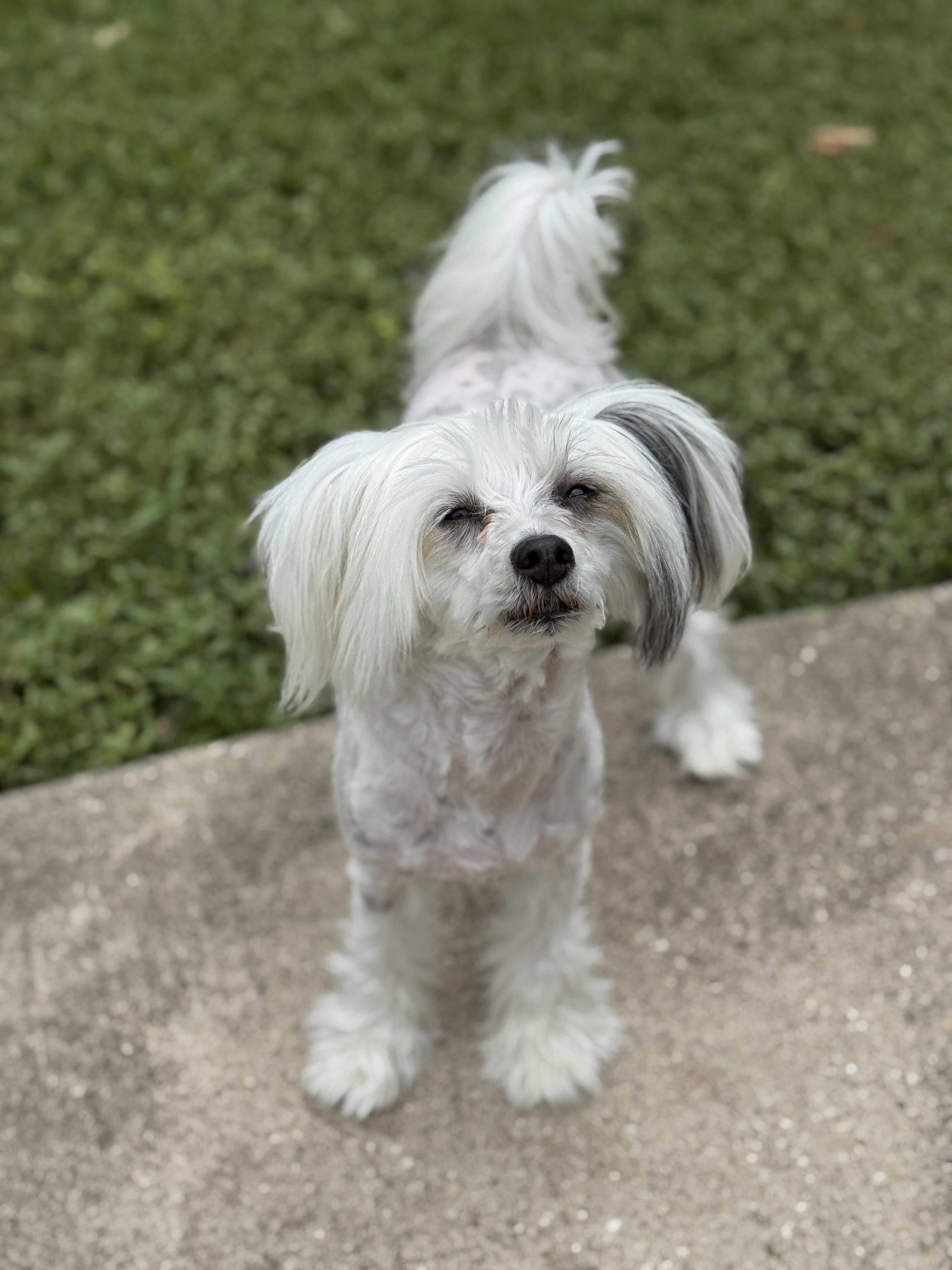 Enlarge Madein China, a Adopted Chinese Crested Dog in Houston, TX image 1/1