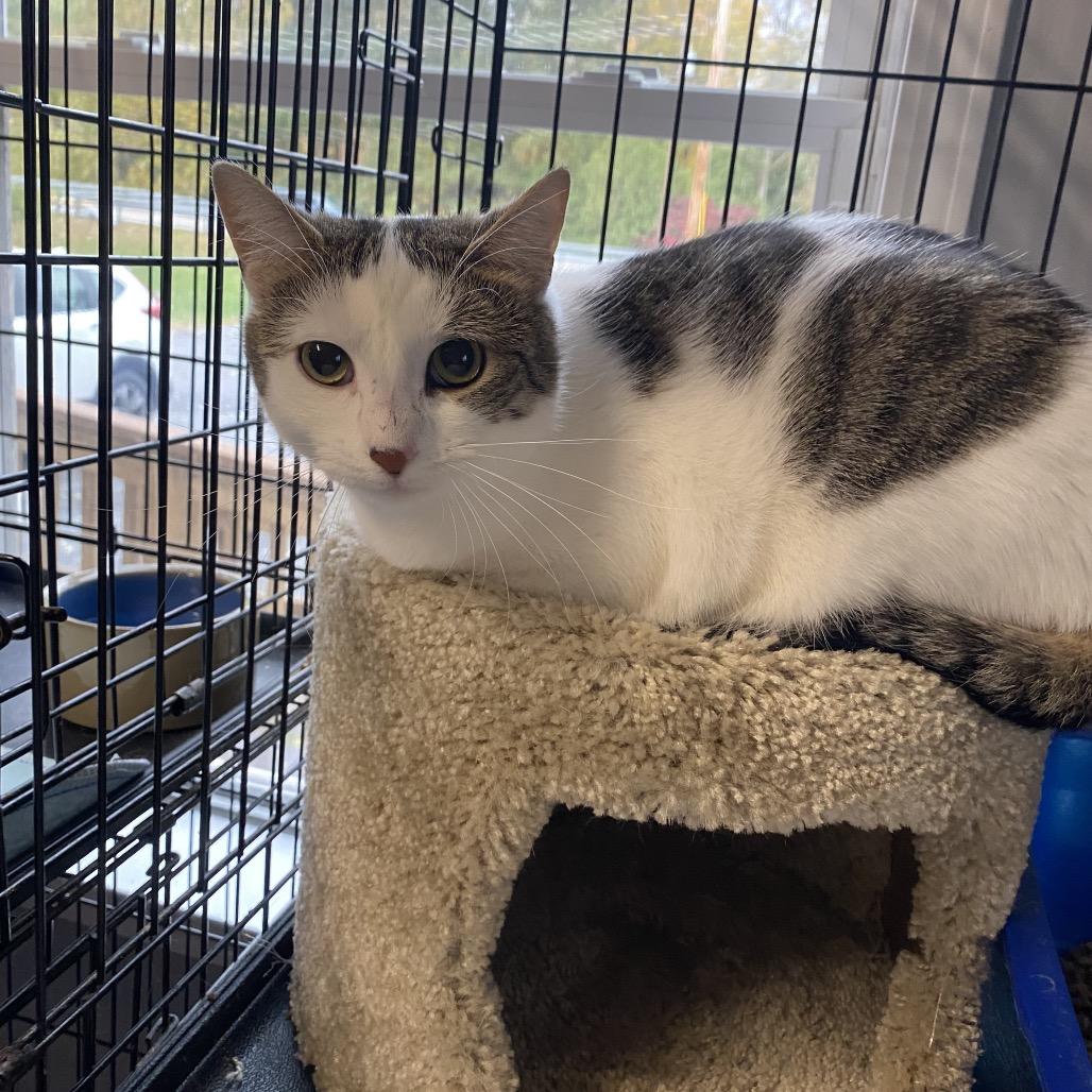 Enlarge Gia, a Adoptable Domestic Short Hair in Wappingers Falls, NY image 1/2