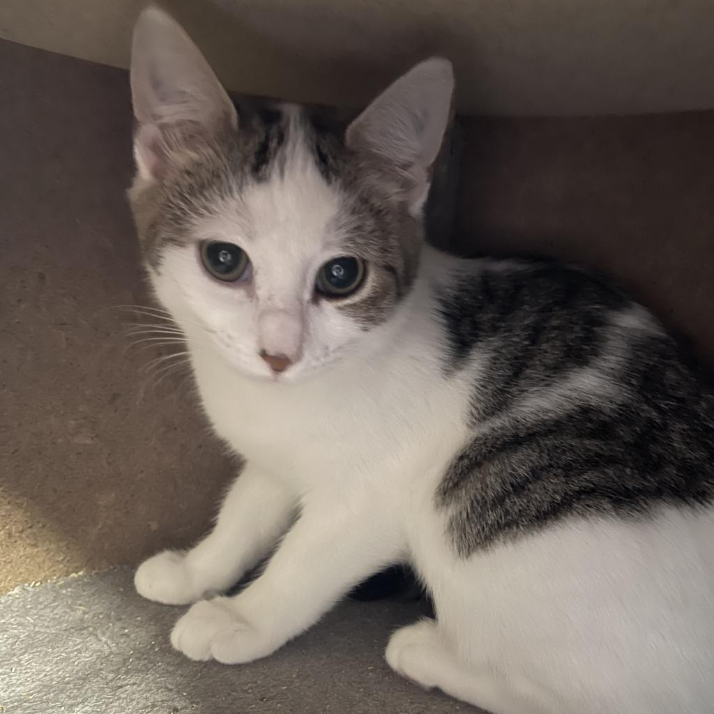 Enlarge Gia, a Adoptable Domestic Short Hair in Wappingers Falls, NY image 2/2