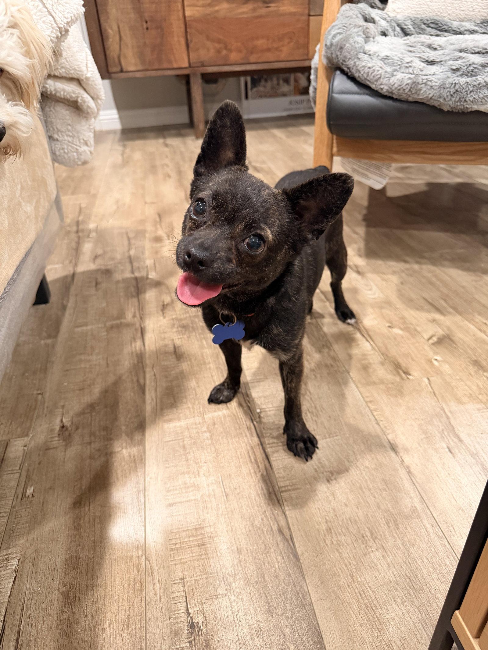 Margot, Adoptable, Young Female French Bulldog & Chihuahua.