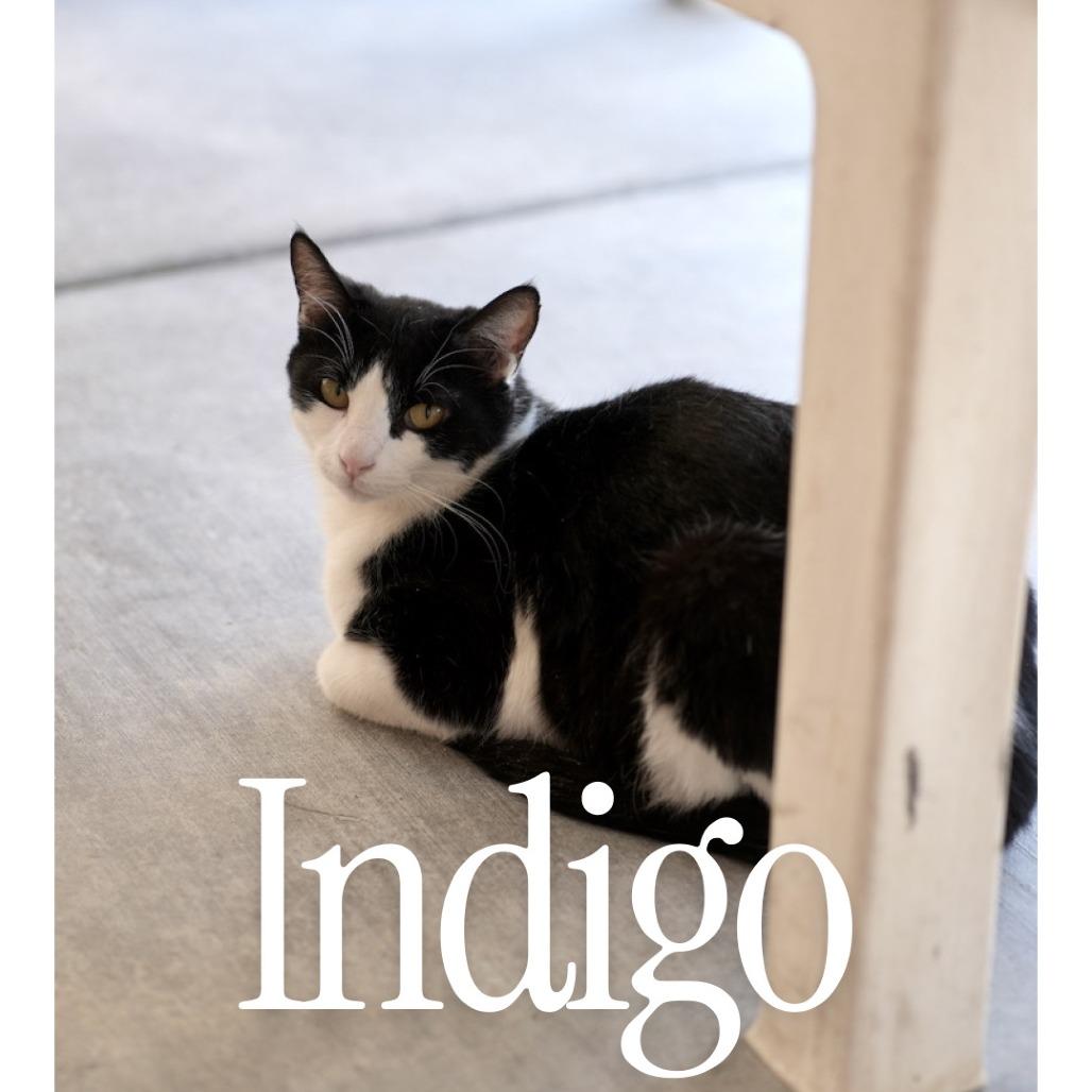 Indigo, Adoptable, Adult Female Domestic Short Hair.