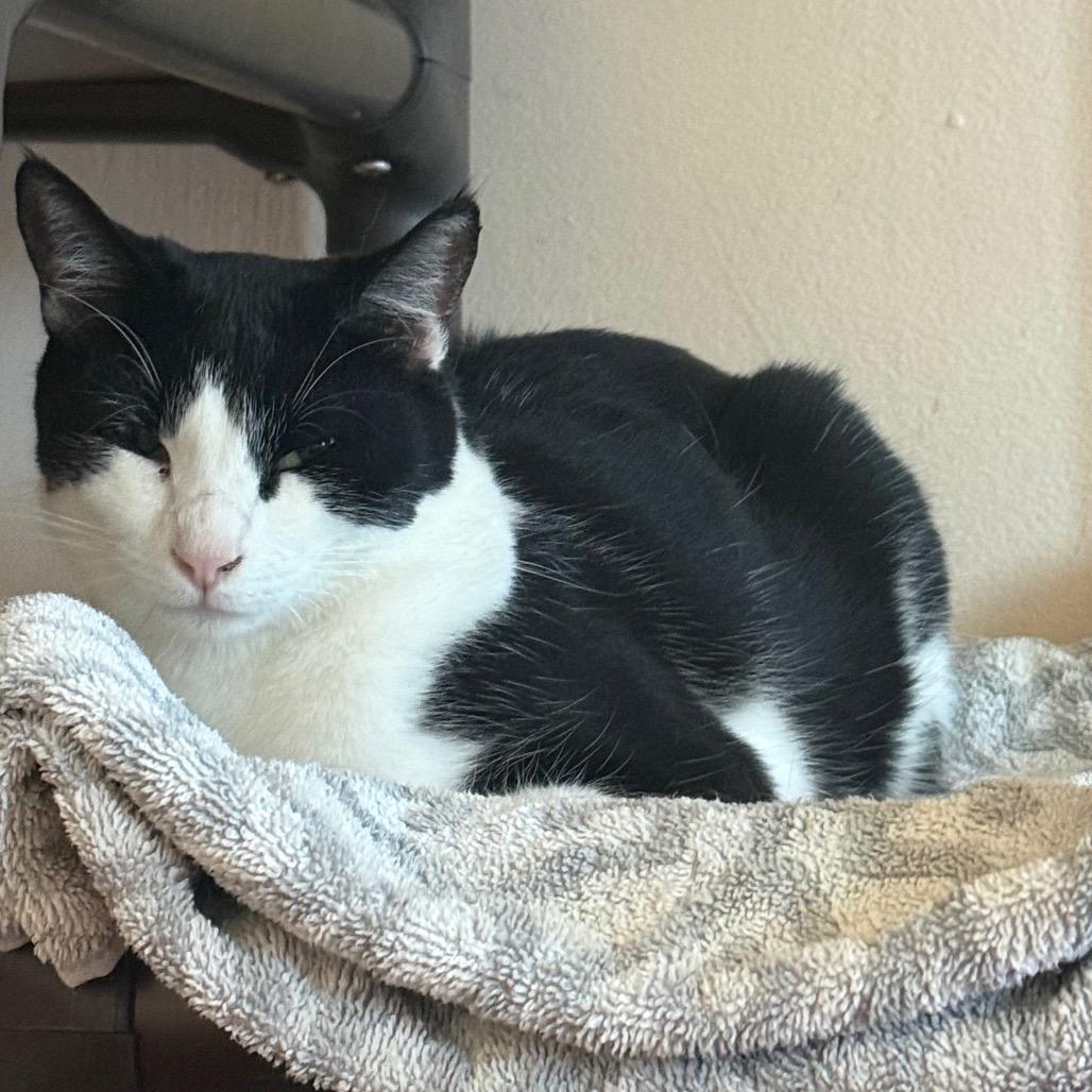Enlarge Indigo, a Adoptable Domestic Short Hair in Desert Hot Springs, CA image 2/3