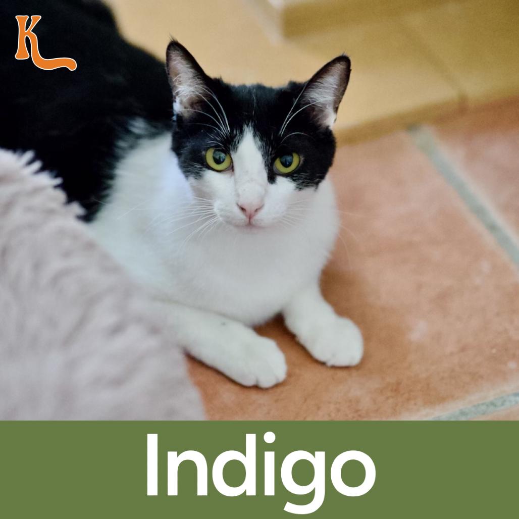 Enlarge Indigo, a Adoptable Domestic Short Hair in Desert Hot Springs, CA image 2/2