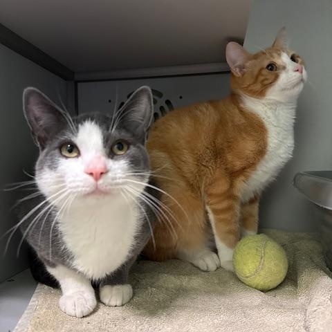Enlarge Chris, an adopted Domestic Short Hair in Honesdale, PA image 3/3