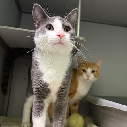 Enlarge Chris, an adopted Domestic Short Hair in Honesdale, PA image 2/3