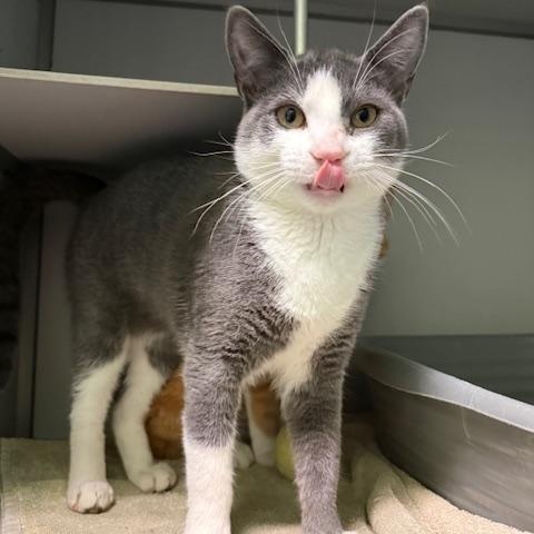 Chris, adopted, Young Male Domestic Short Hair.
