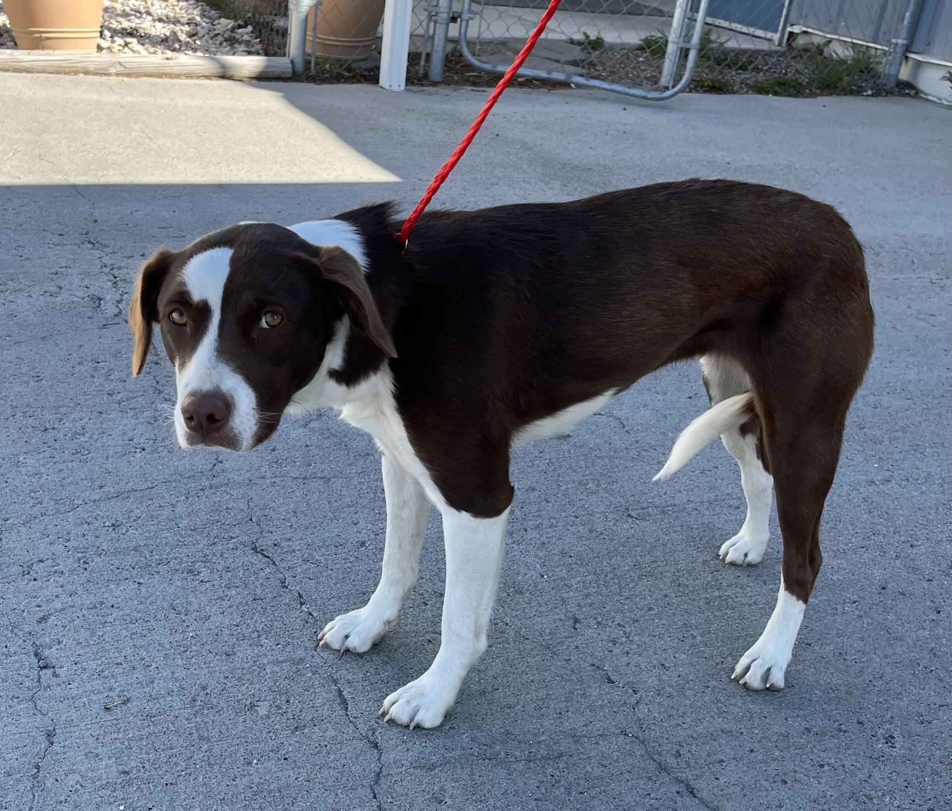 60797701, ADOPTABLE, Adult Female Pit Bull Terrier.