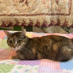Star, Adoptable, Adult Female Domestic Short Hair.