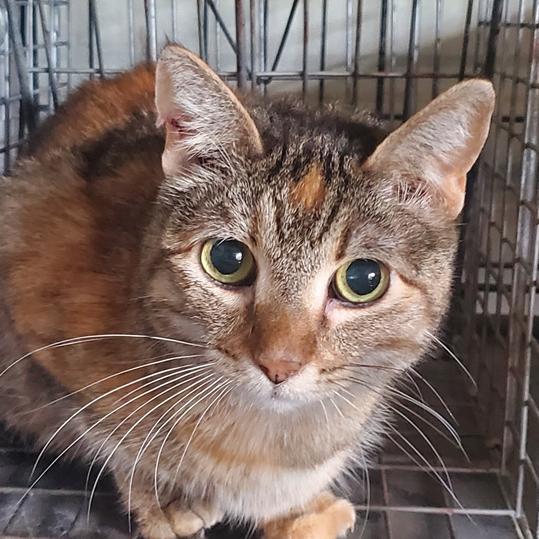 Enlarge Star, a Adoptable Domestic Short Hair in Kansas City, MO image 2/2