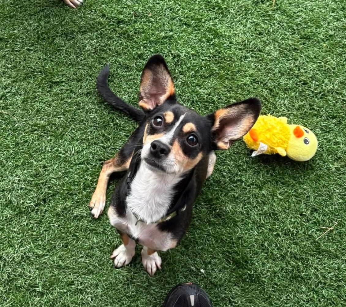 TOM, ADOPTABLE, Adult Male Rat Terrier & Dachshund.