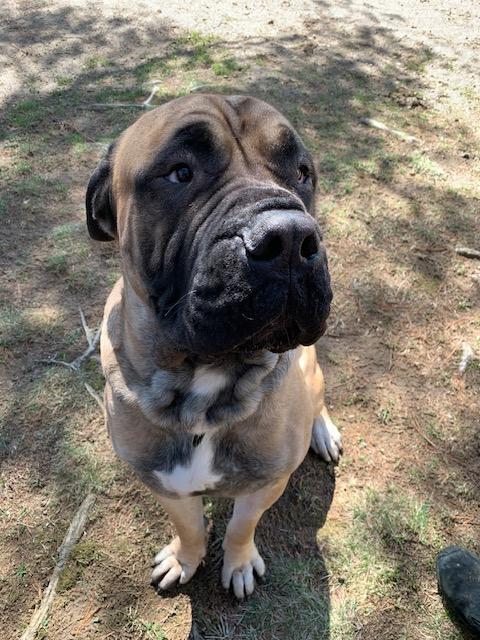 Enlarge Lucky, a Adopted Bullmastiff in Moodus, CT image 2/5