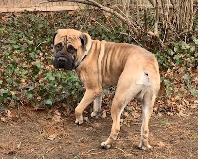 Enlarge Lucky, a Adopted Bullmastiff in Moodus, CT image 3/5