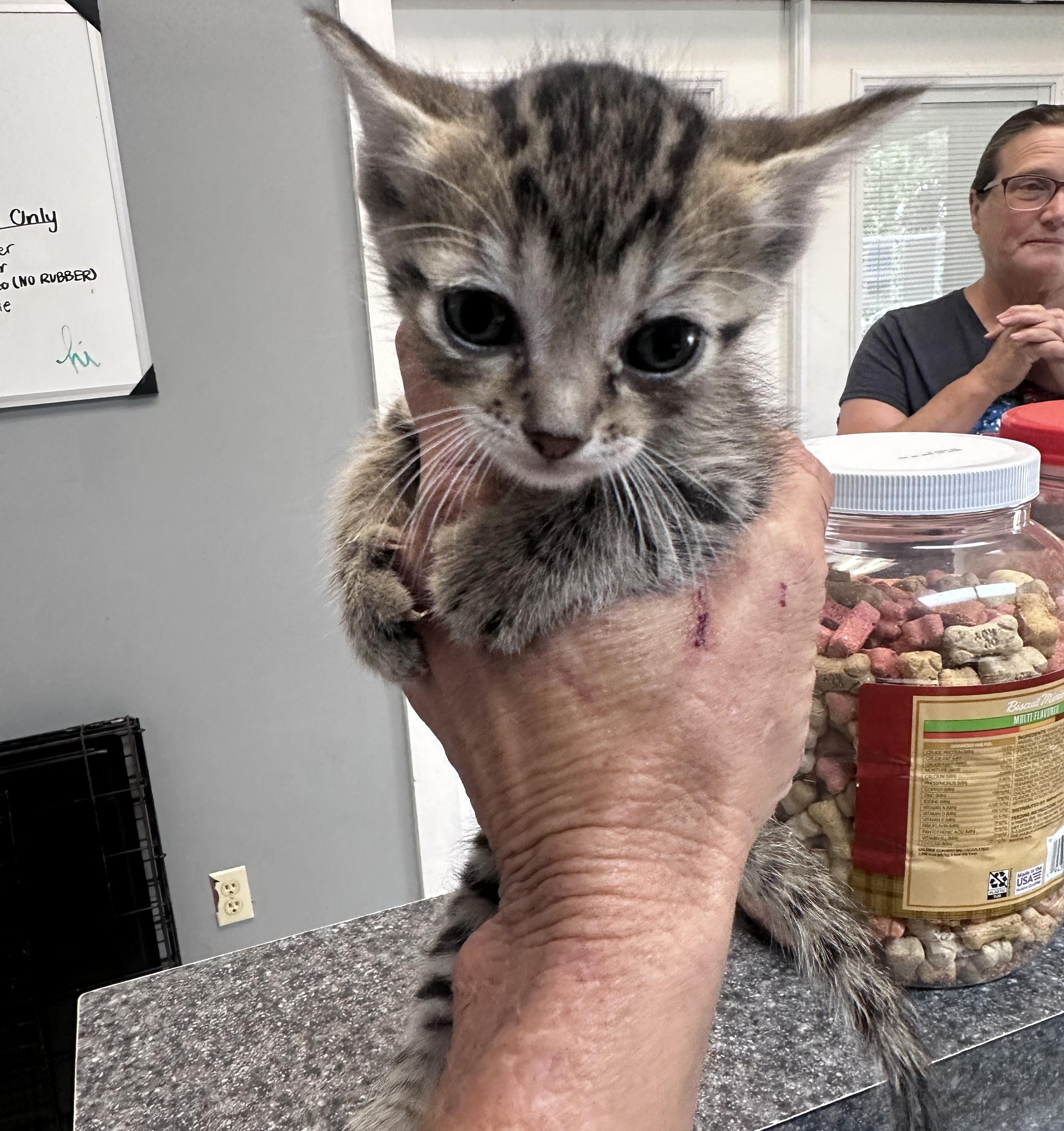 Enlarge Runt, a Adopted Domestic Short Hair in Dyersburg, TN image 2/2