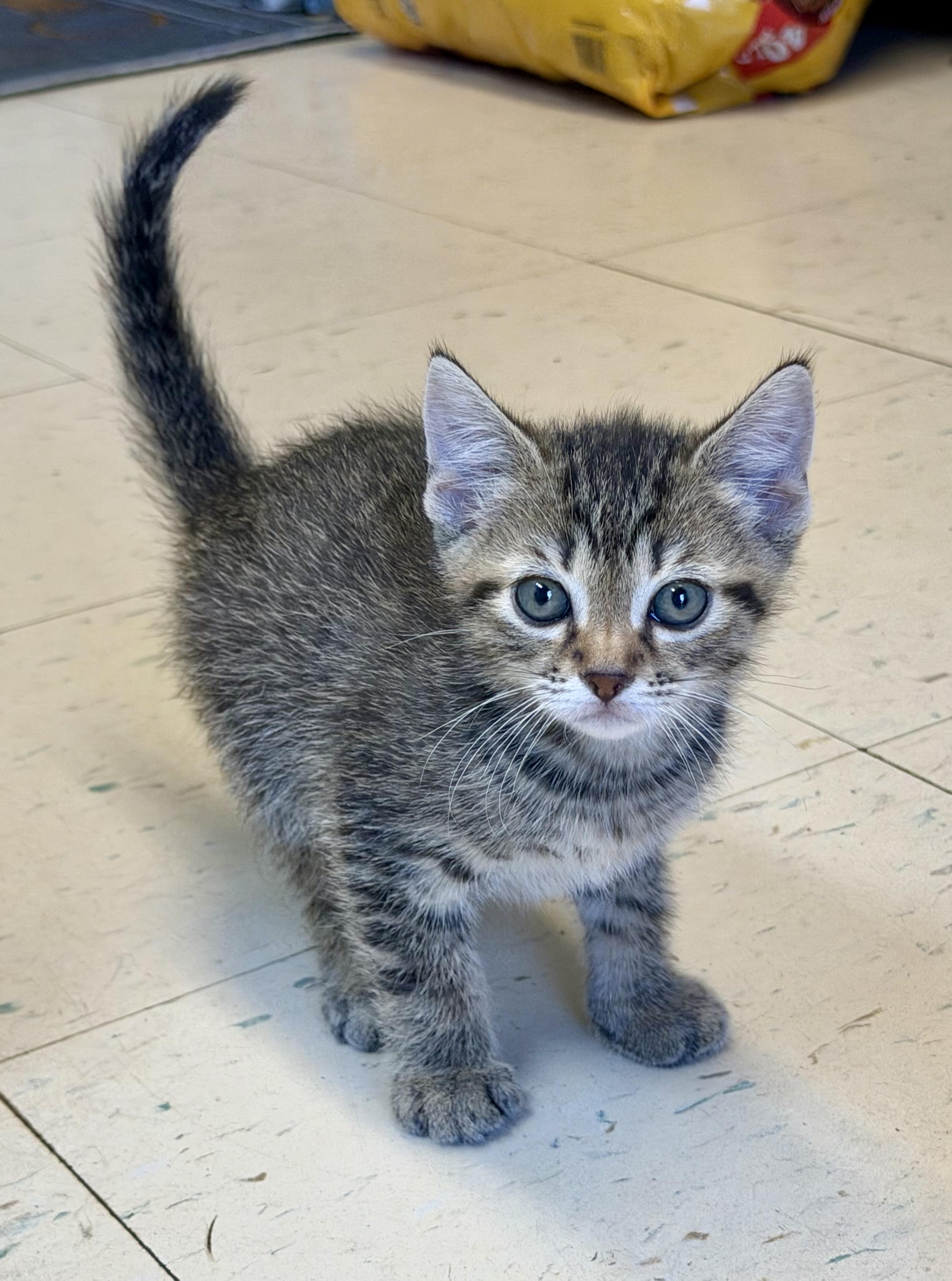 Runt, Adopted, Young Male Domestic Short Hair.