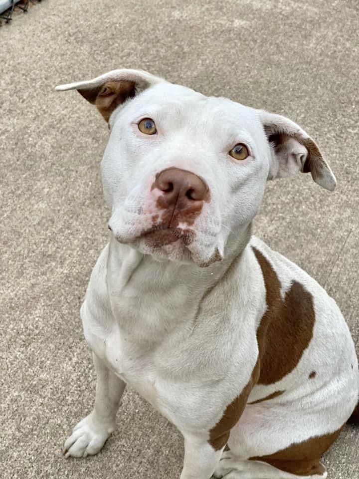 Piper, Adult Male Pit Bull Terrier