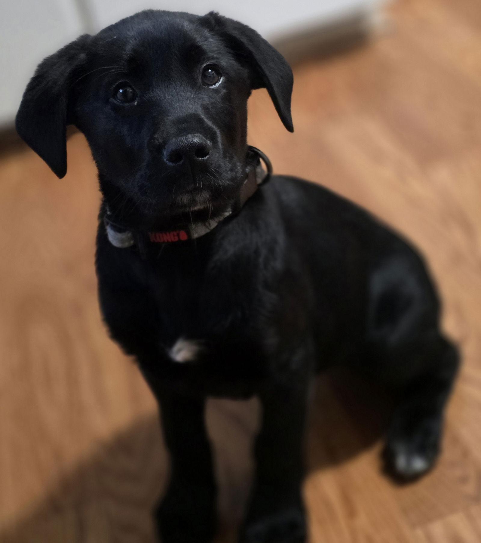 Ferb, Adoptable, Puppy Male Standard Poodle & Labrador Retriever.