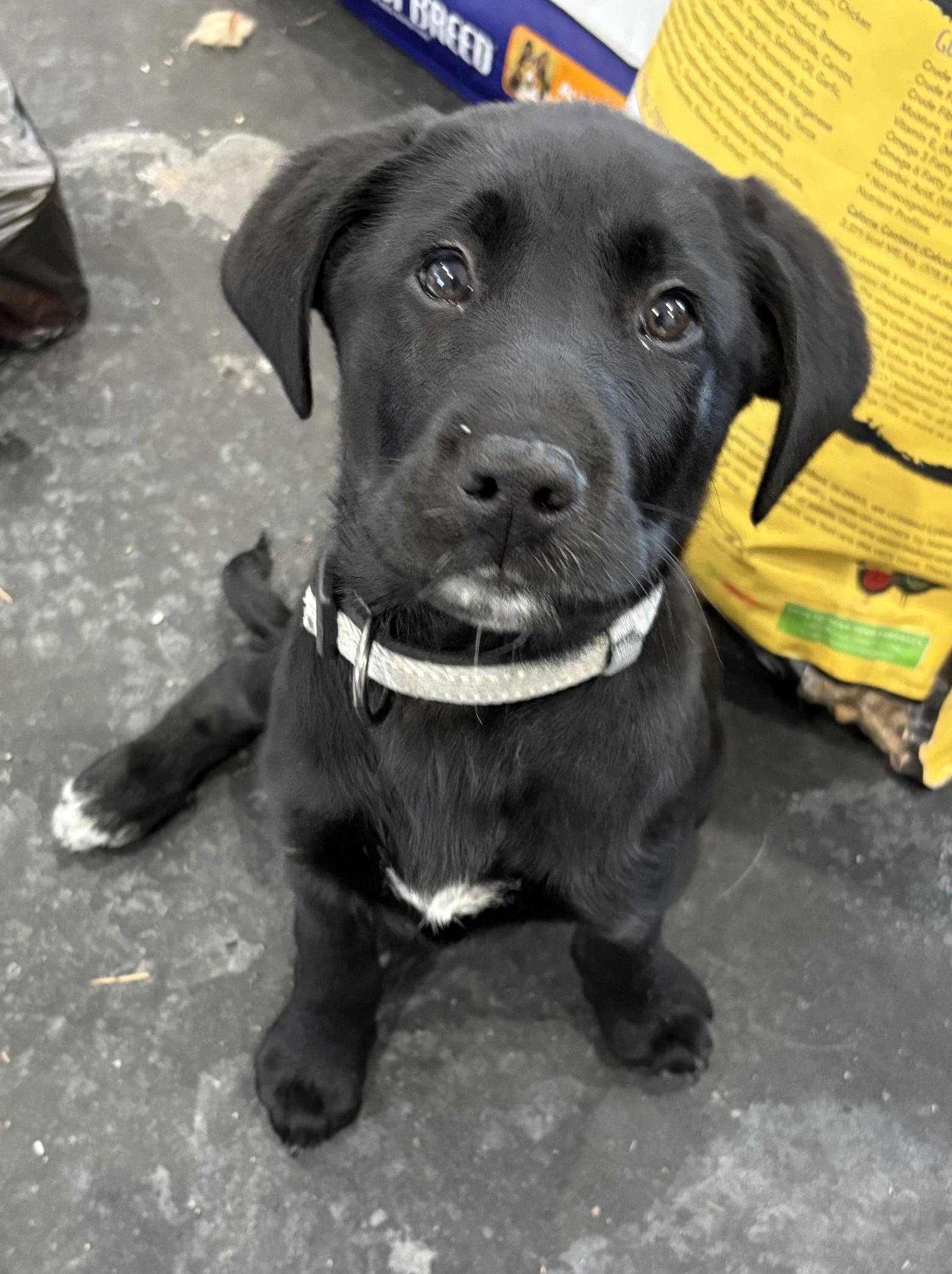 Enlarge Ferb, a Adoptable mixed breed in Oxford, MI image 3/3