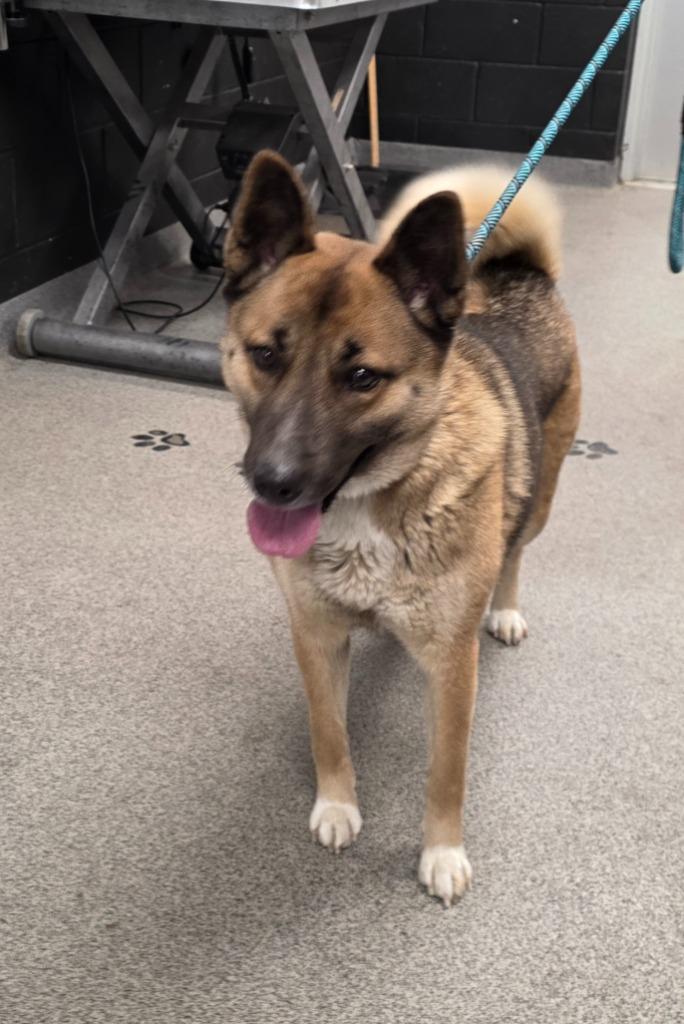 KIARA, Adoptable, Adult Female Akita & Mixed Breed.