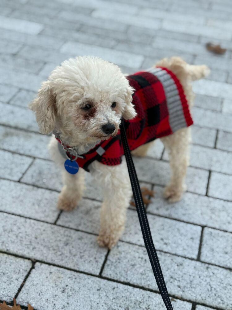 Enlarge Raleigh, a Adoptable Poodle in Long Island City, NY image 1/6