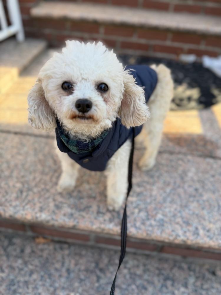 Enlarge Raleigh, a Adoptable Poodle in Long Island City, NY image 3/6
