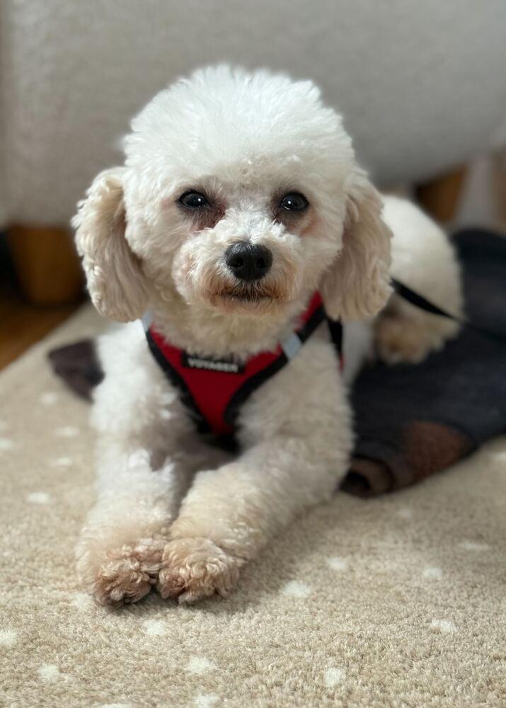 Enlarge Raleigh, a Adoptable Poodle in Long Island City, NY image 6/6