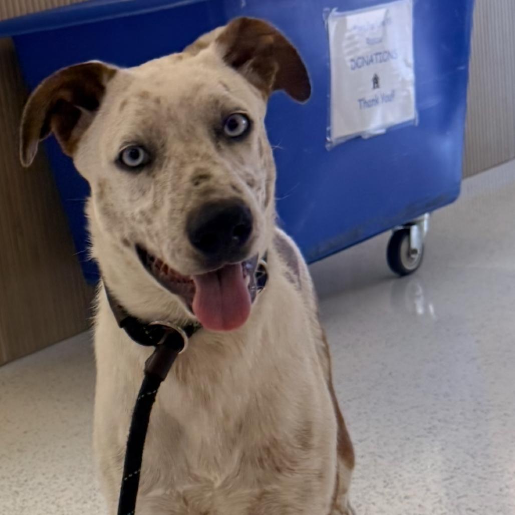 Enlarge Pacheco A2289781, a Adoptable Cattle Dog in Middletown, NY image 1/6