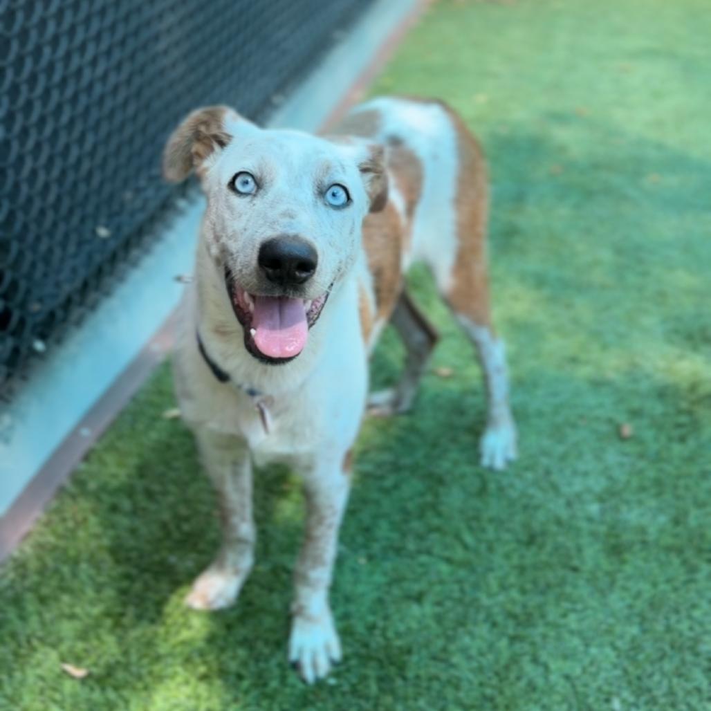 Enlarge Pacheco A2289781, a Adoptable Cattle Dog in Middletown, NY image 2/6