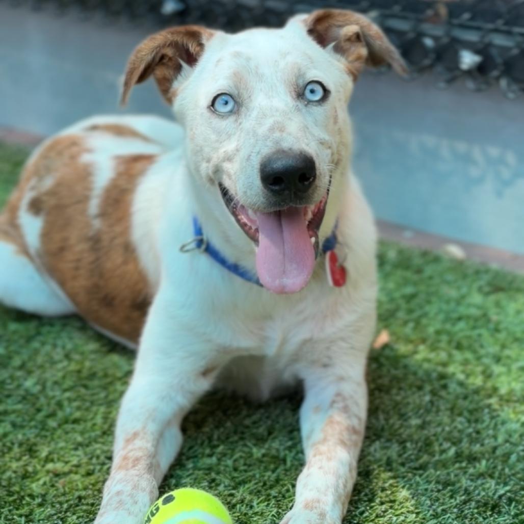 Enlarge Pacheco A2289781, a Adoptable Cattle Dog in Middletown, NY image 4/6