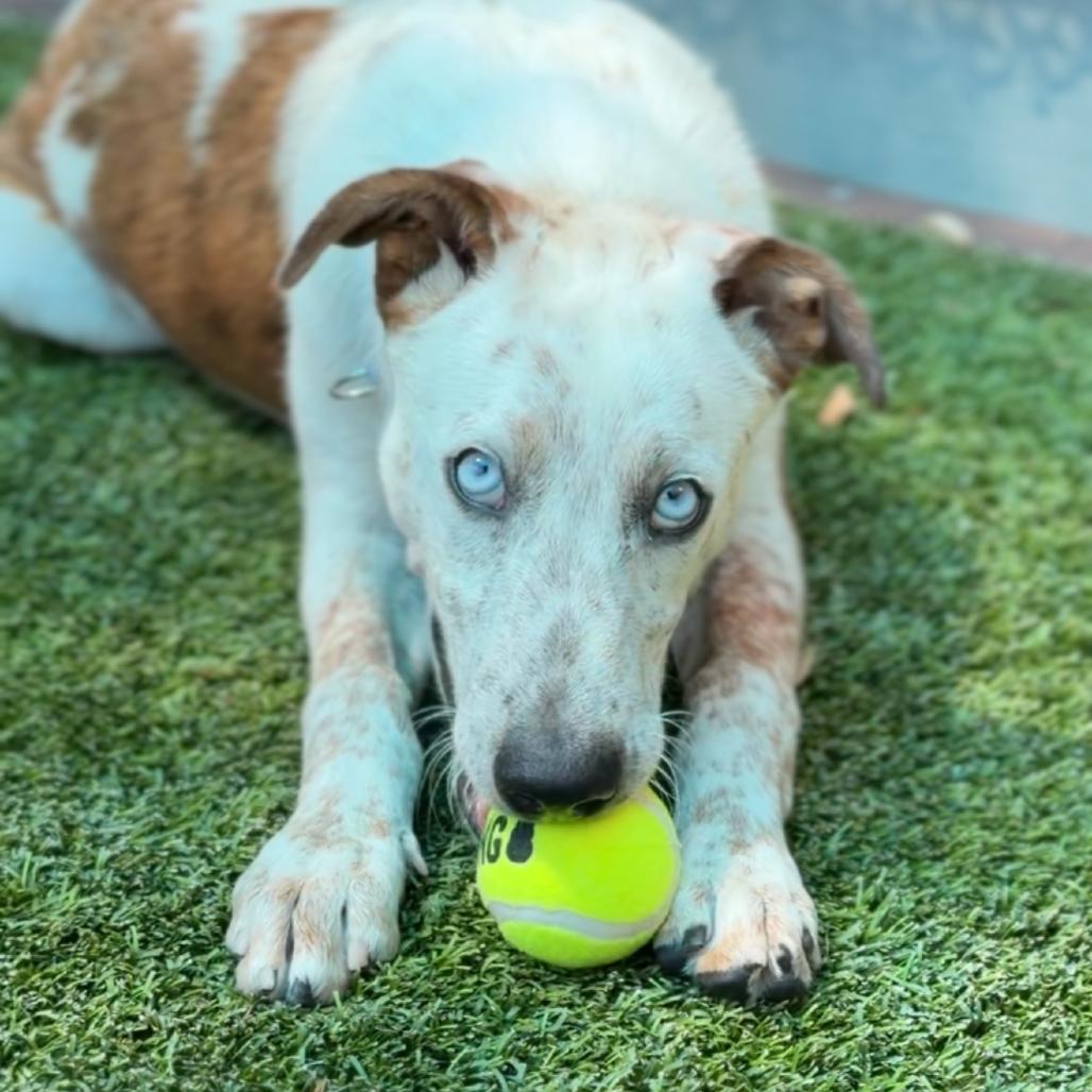 Enlarge Pacheco A2289781, a Adoptable Cattle Dog in Middletown, NY image 5/6