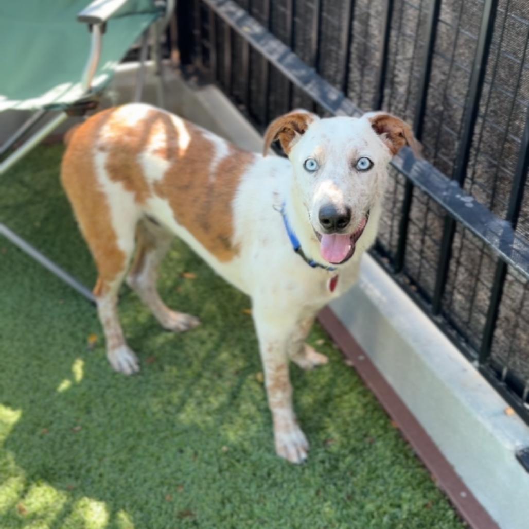 Enlarge Pacheco A2289781, a Adoptable Cattle Dog in Middletown, NY image 6/6