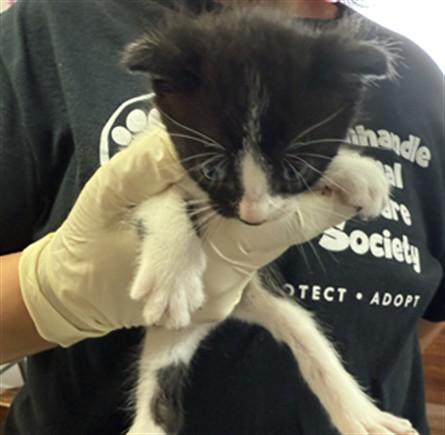 MAKO, Adoptable, Kitten Male Domestic Short Hair.