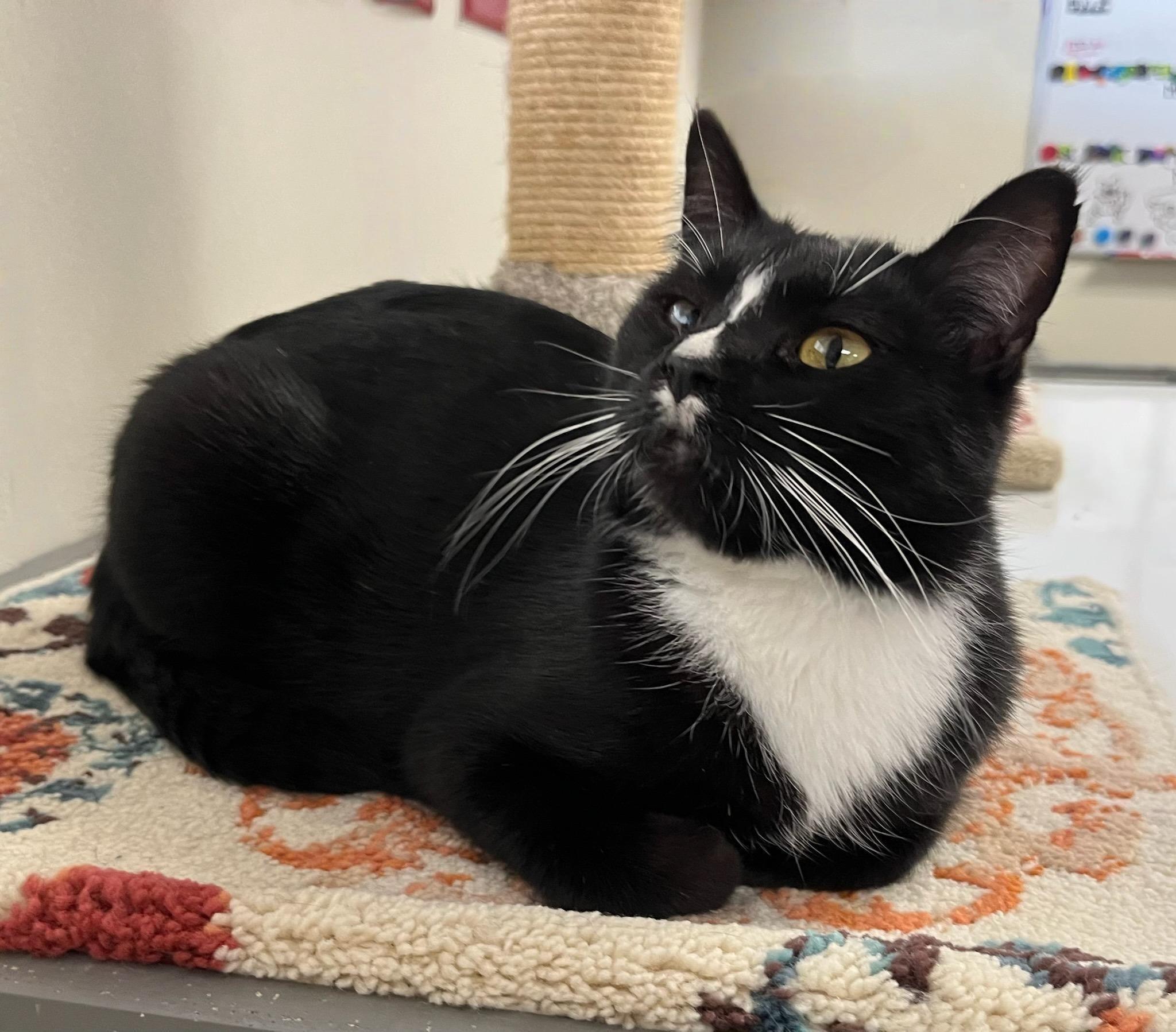Gia, adopted, Young Female Tuxedo & Domestic Short Hair.