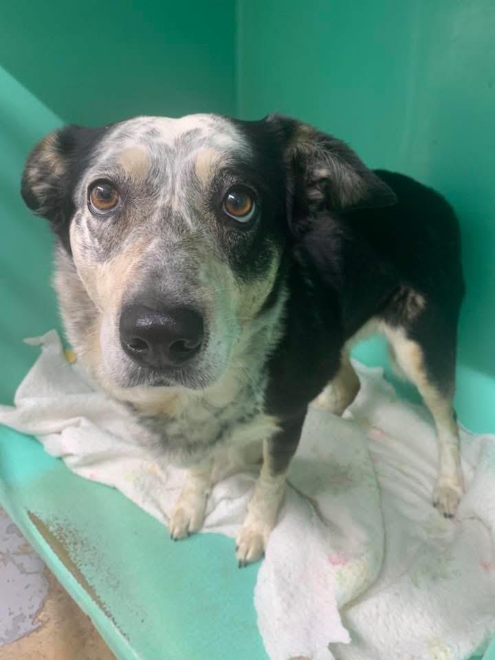 Harper, adopted, Adult Female Australian Cattle Dog / Blue Heeler.