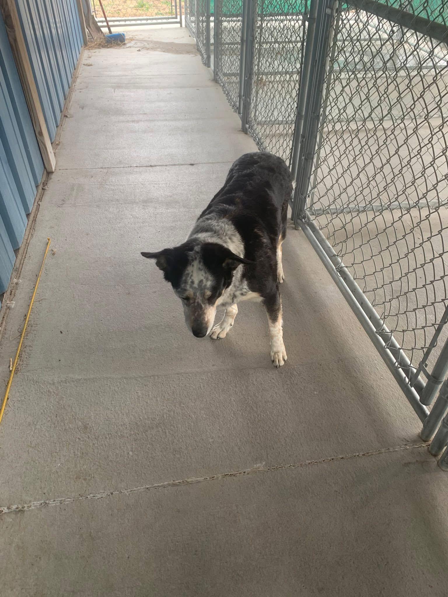 Enlarge Harper, an adopted mixed breed in Lexington, NE image 2/2