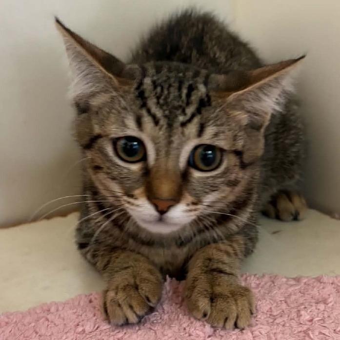 Daisy - Chino Hills Location, Adoptable, Kitten Female Domestic Short Hair.
