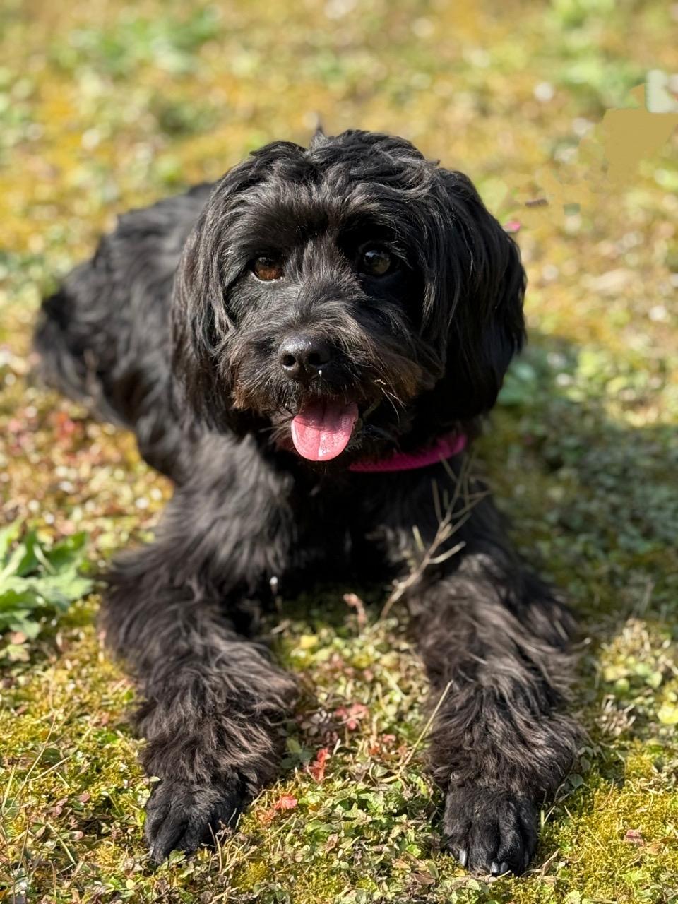 Enlarge Mike, a ADOPTABLE mixed breed in Richmond, BC image 3/4