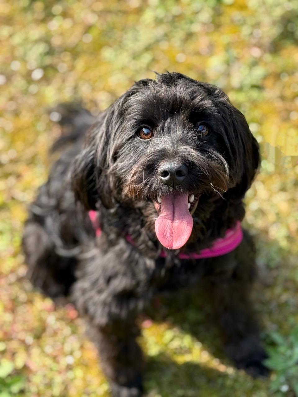 Enlarge Mike, a ADOPTABLE mixed breed in Richmond, BC image 2/4