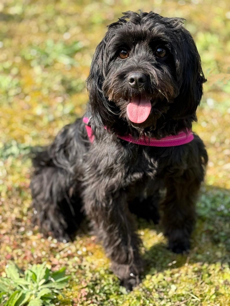 Enlarge Mike, a ADOPTABLE mixed breed in Richmond, BC image 4/4
