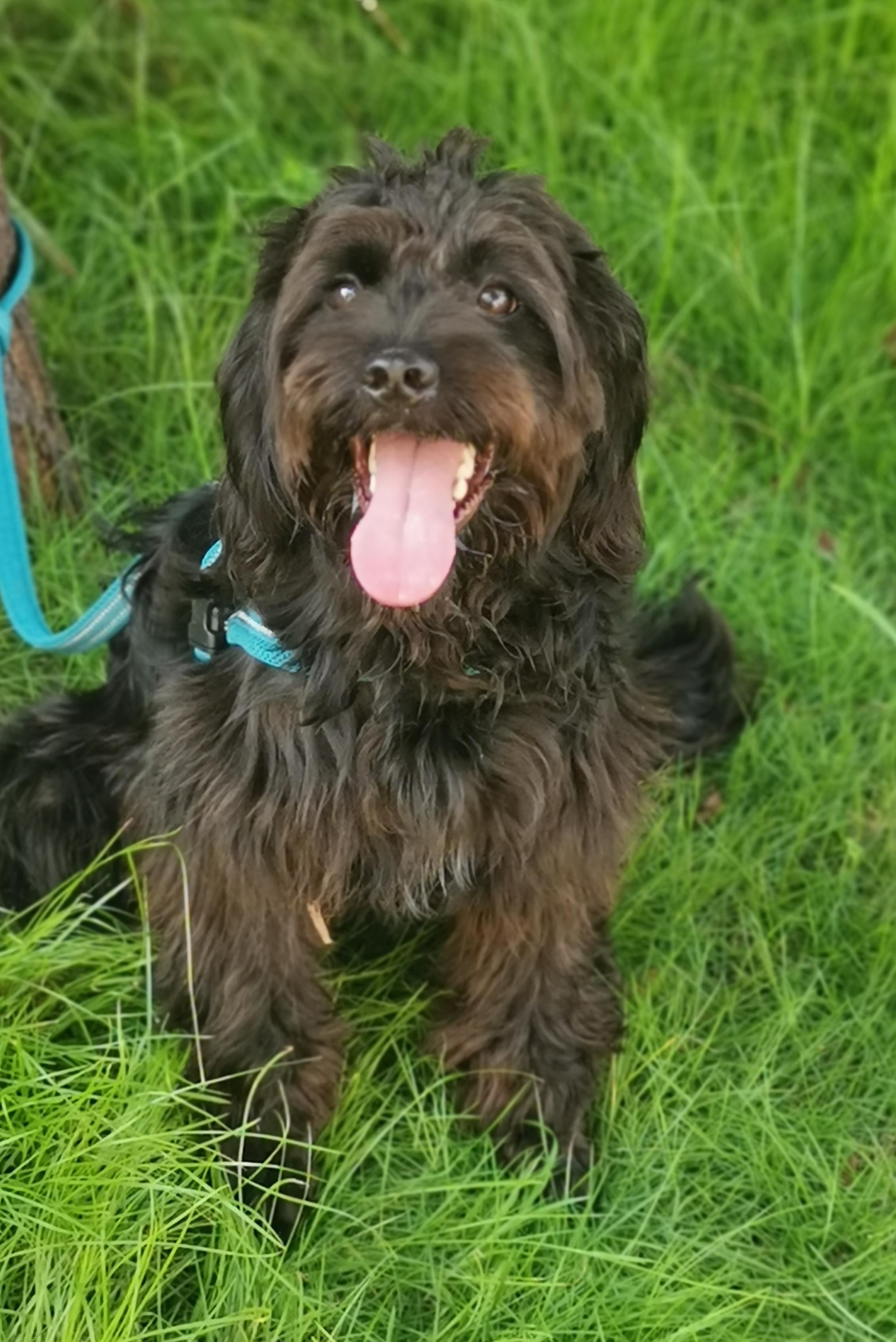 Mike, ADOPTABLE, Young Male Poodle.