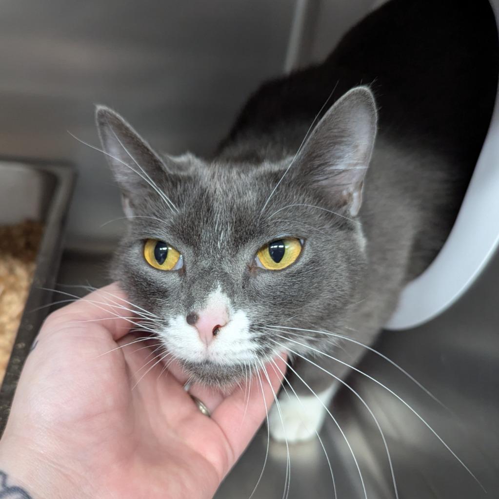 Cora, Adoptable, Young Female Domestic Short Hair.