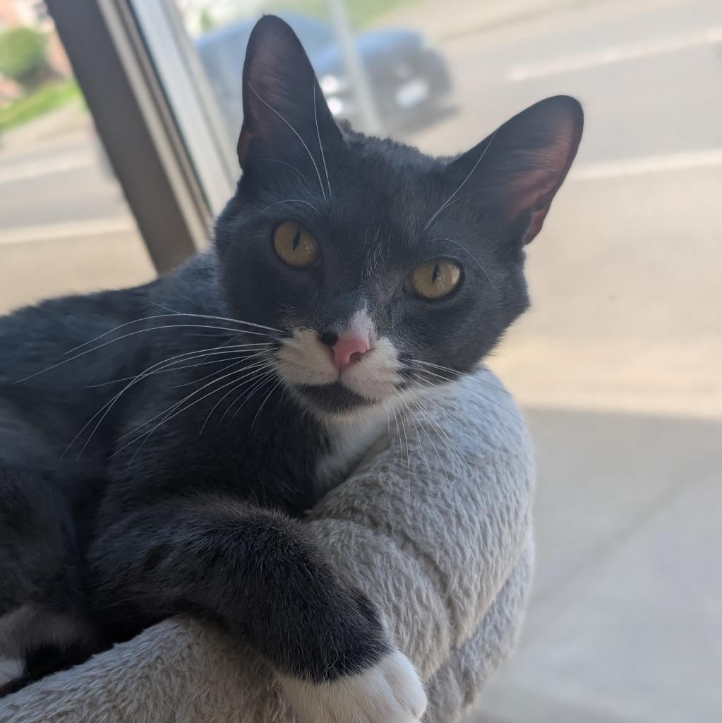 Enlarge Cora, a Adoptable mixed breed in Aberdeen, WA image 2/3