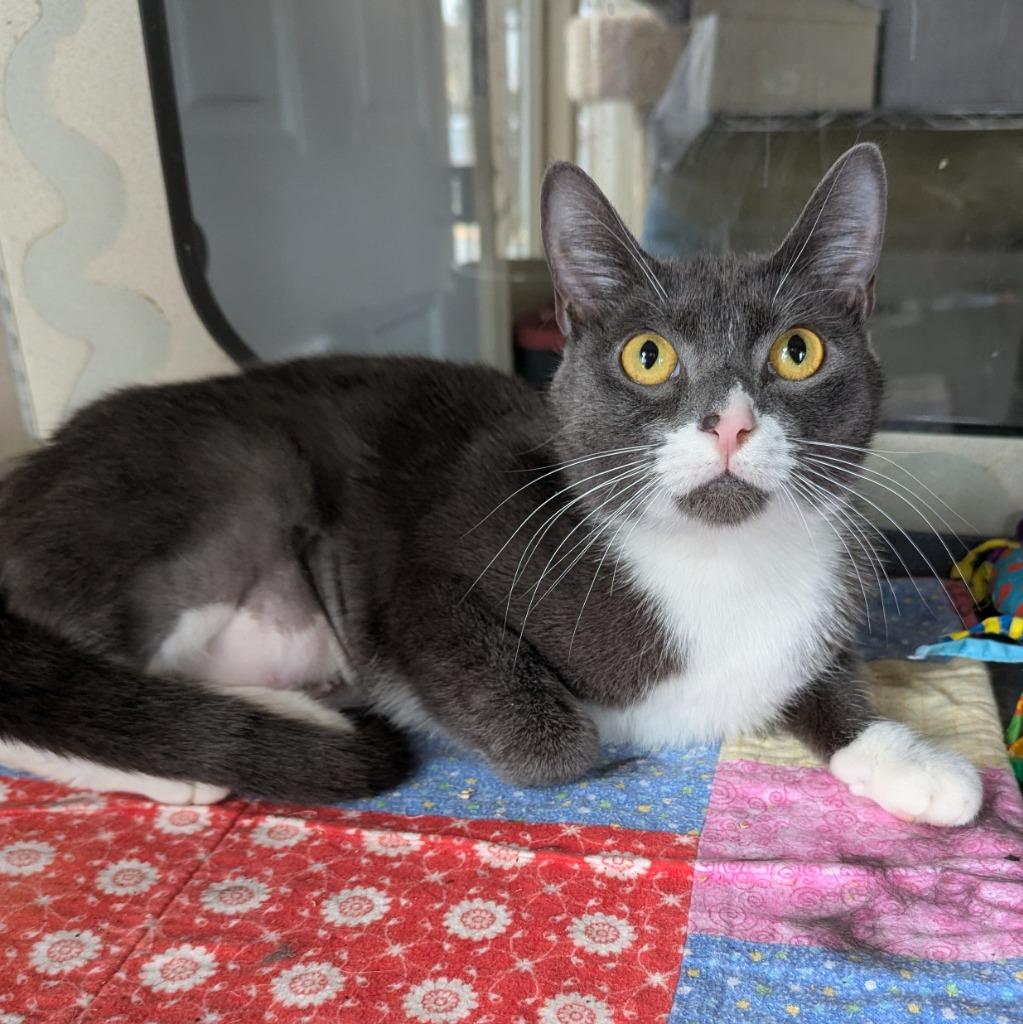 Enlarge Cora, a Adoptable mixed breed in Aberdeen, WA image 3/3