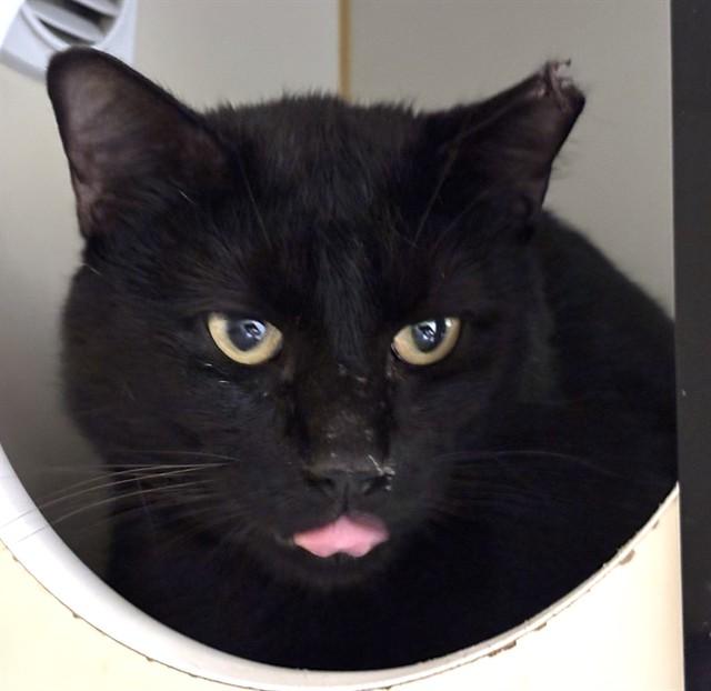 ELVIS, Adoptable, Adult Male Domestic Short Hair.
