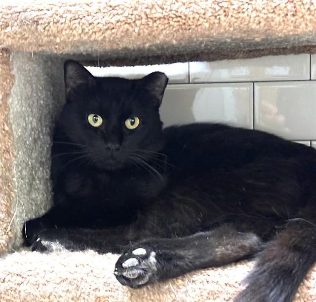ELVIS, Adoptable, Adult Male Domestic Short Hair.
