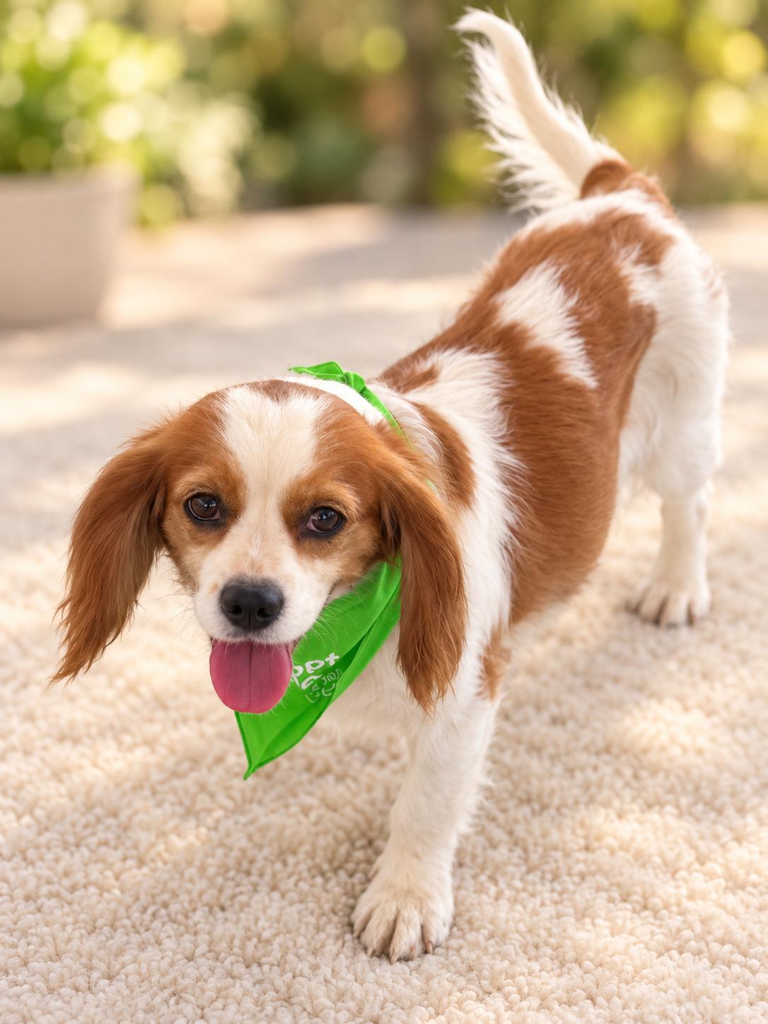 Enlarge Diamond, a Adopted Cavalier King Charles Spaniel in Woodstock, IL image 3/3