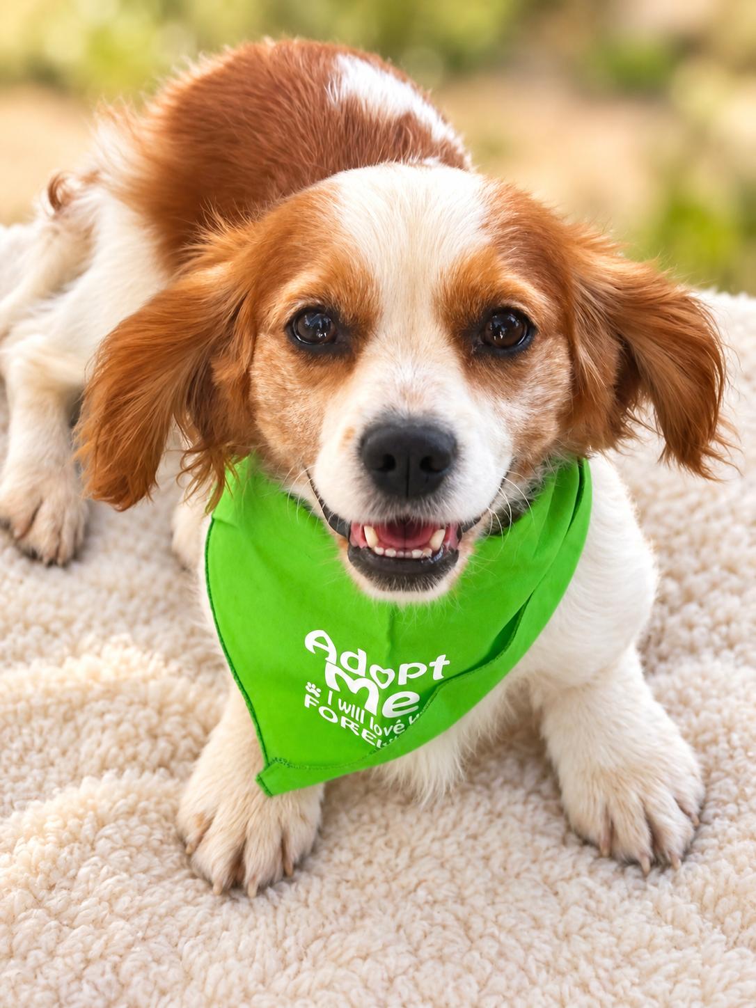 Enlarge Diamond, a Adopted Cavalier King Charles Spaniel in Woodstock, IL image 1/3