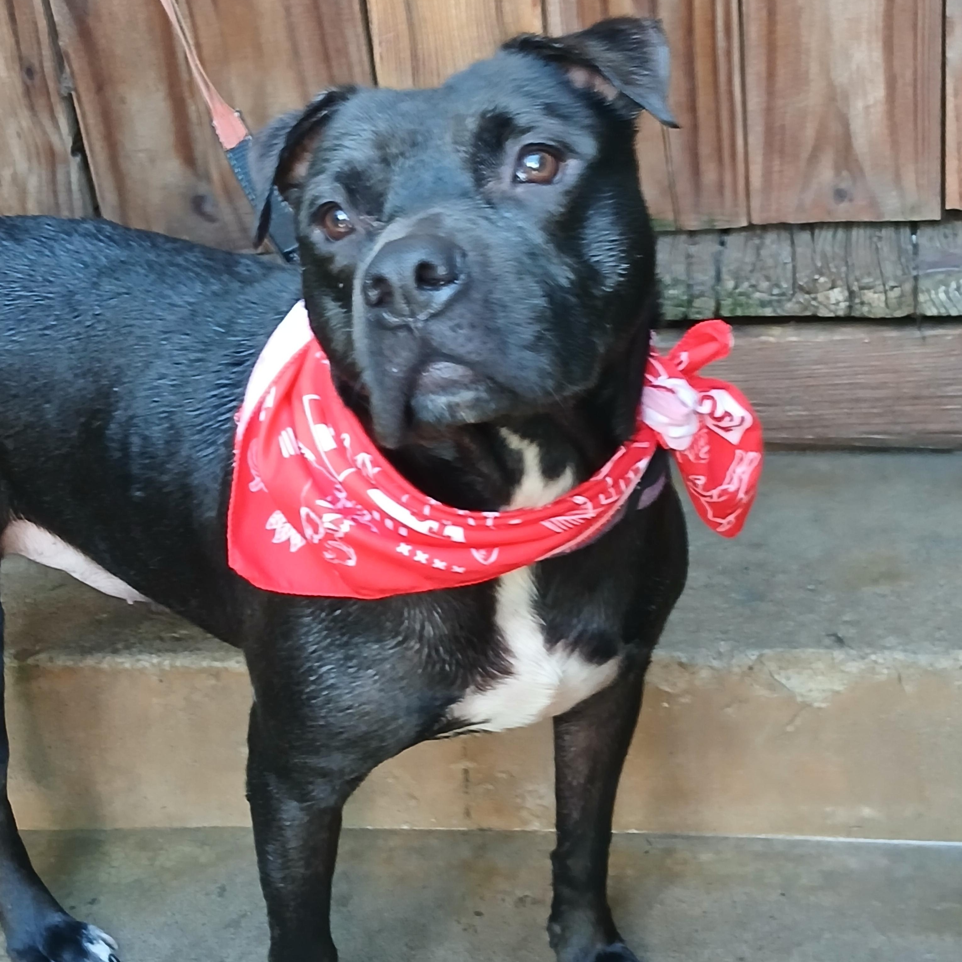Enlarge Hendrick, a Adoptable Pit Bull Terrier in Fort Lupton, CO image 1/4