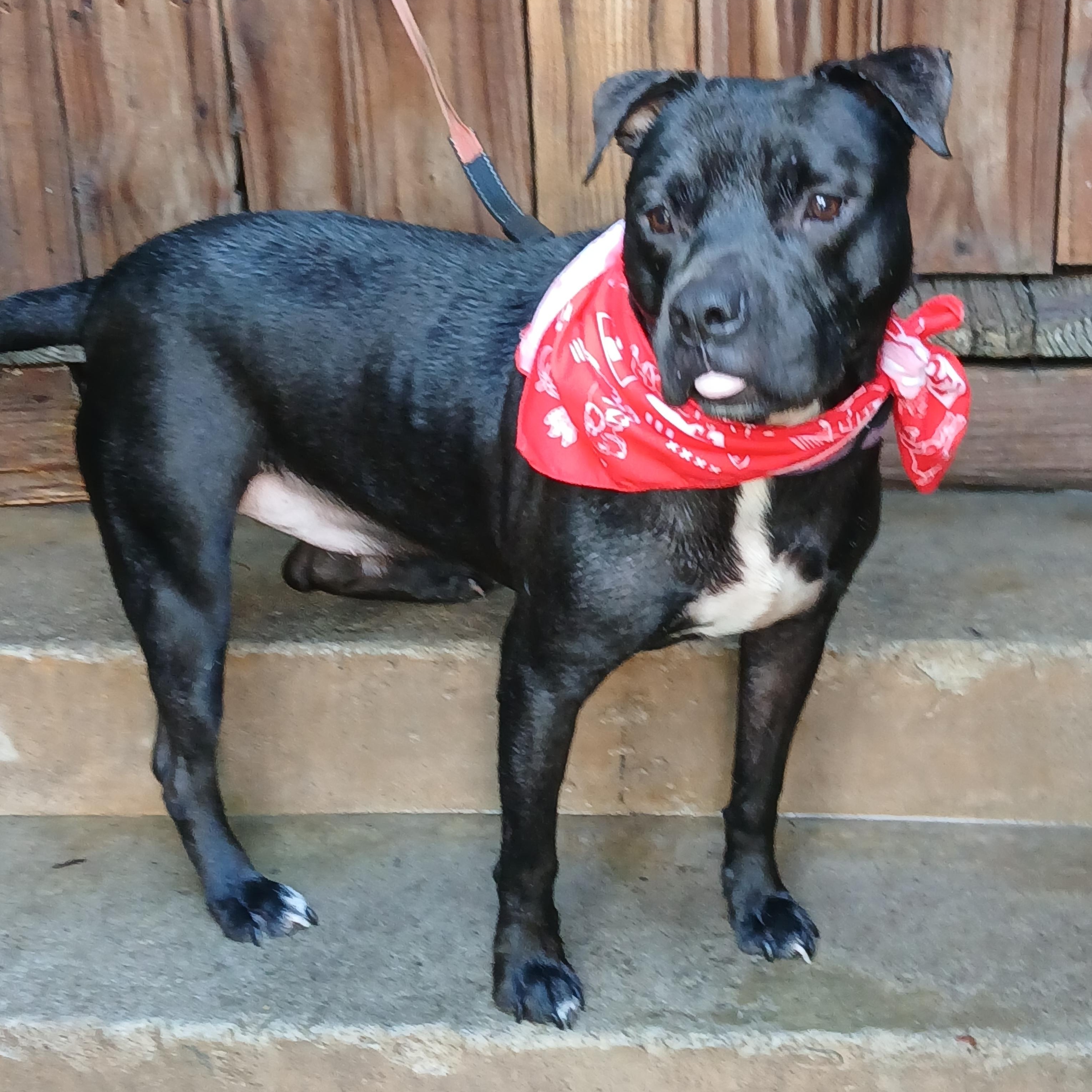 Hendrick, Adoptable, Adult Male Pit Bull Terrier.