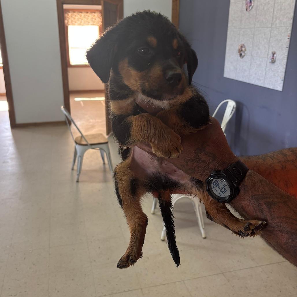 Hector Zeroni, adopted, Young Male Mixed Breed.