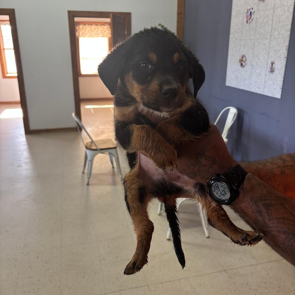 Enlarge Hector Zeroni, an adopted Mixed Breed in Sylvania, GA image 2/2